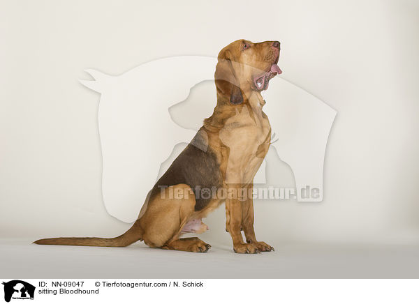 sitting Bloodhound / NN-09047