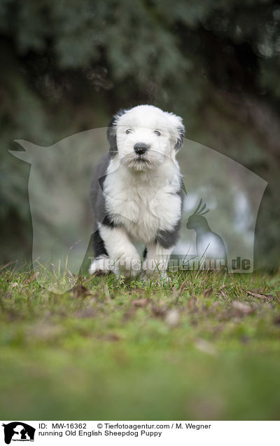 running Old English Sheepdog Puppy / MW-16362