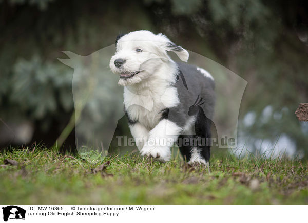 running Old English Sheepdog Puppy / MW-16365