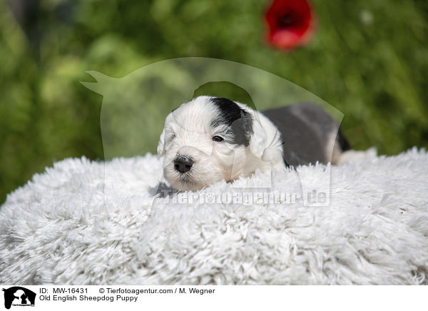 Old English Sheepdog Puppy / MW-16431