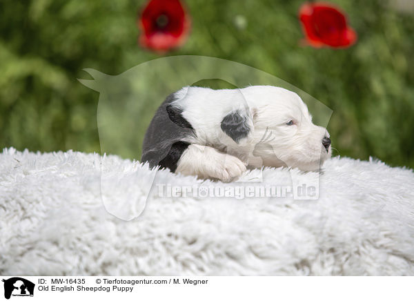 Old English Sheepdog Puppy / MW-16435