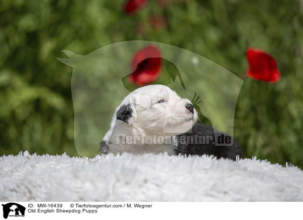 Old English Sheepdog Puppy / MW-16439