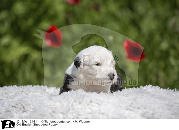 Old English Sheepdog Puppy / MW-16441