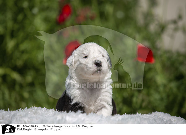 Old English Sheepdog Puppy / MW-16442