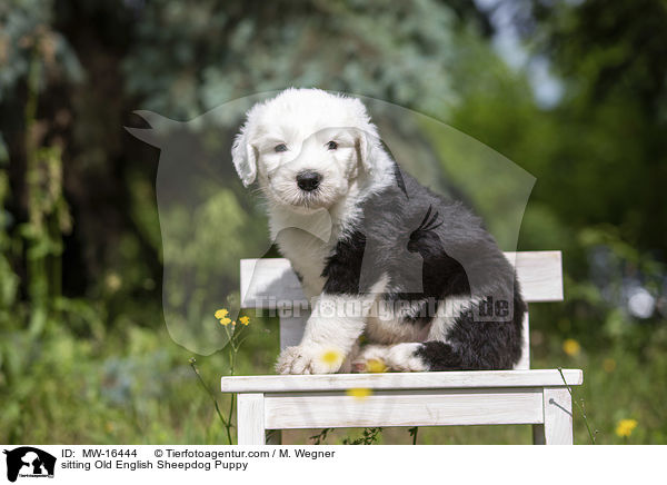 sitting Old English Sheepdog Puppy / MW-16444