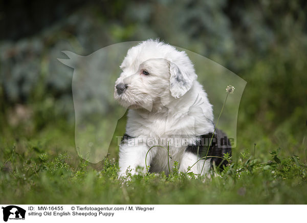 sitting Old English Sheepdog Puppy / MW-16455