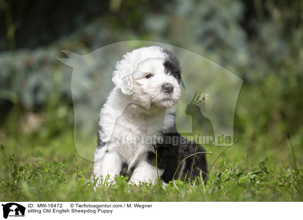 sitting Old English Sheepdog Puppy / MW-16472