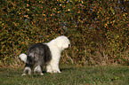 Old English Sheepdog stands in gras