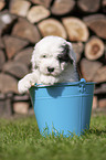 Old English Sheepdog Puppy in a bucket