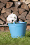 Old English Sheepdog Puppy in a bucket