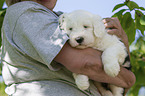 woman with Old English Sheepdog Puppy