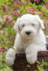 Old English Sheepdog Puppy in the basket