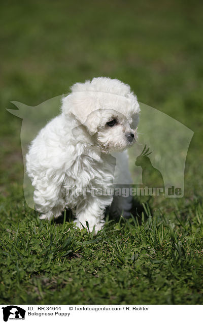 Bolognese Puppy / RR-34644