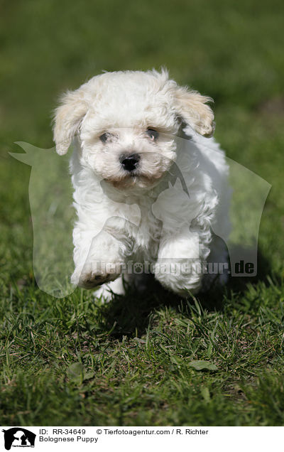 Bolognese Puppy / RR-34649