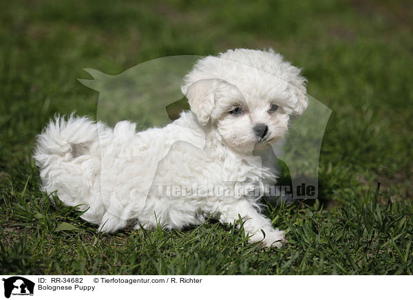 Bolognese Puppy / RR-34682