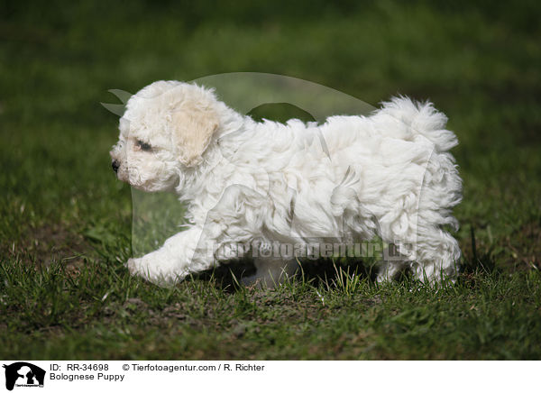Bolognese Puppy / RR-34698