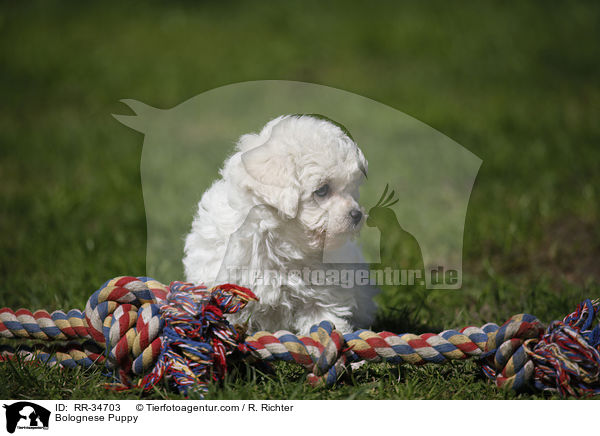 Bolognese Puppy / RR-34703