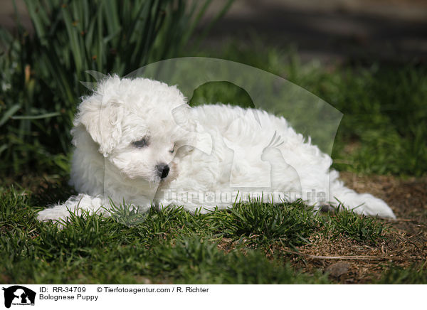 Bolognese Puppy / RR-34709