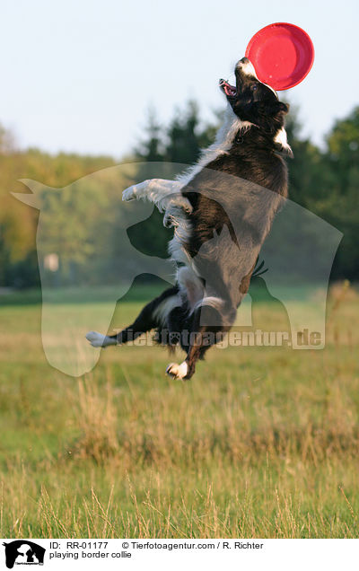 Border Collie fngt Frisbee / playing border collie / RR-01177