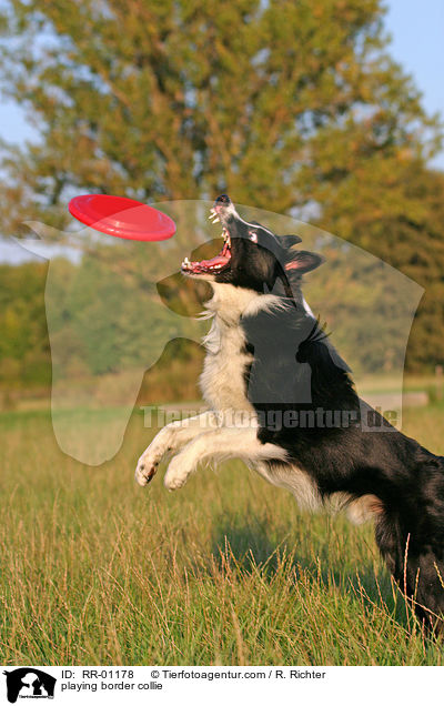 playing border collie / RR-01178