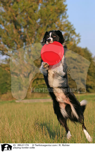 Border Collie fngt Frisbee / playing border collie / RR-01179