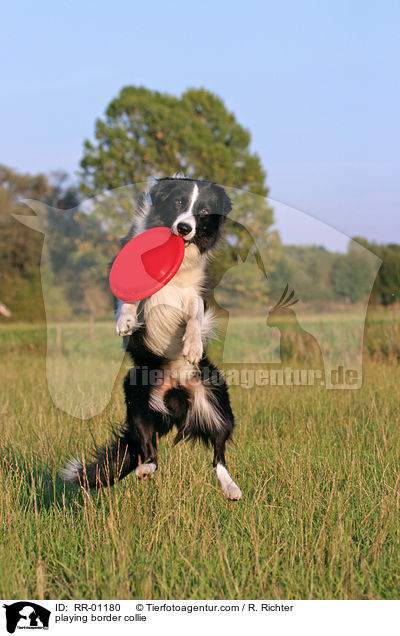 Border Collie fngt Frisbee / playing border collie / RR-01180