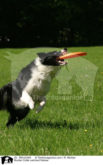 Border Collie catched frisbee / RR-02485