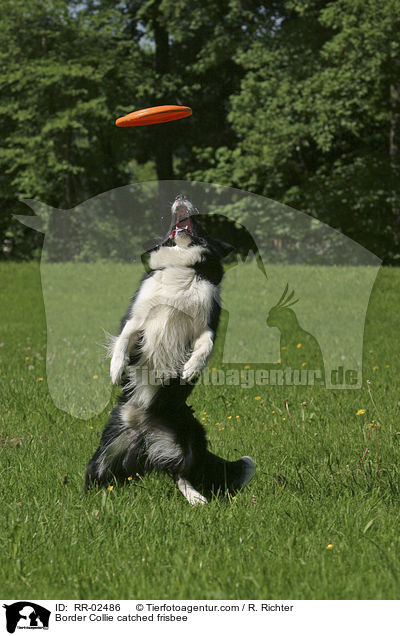 Border Collie catched frisbee / RR-02486