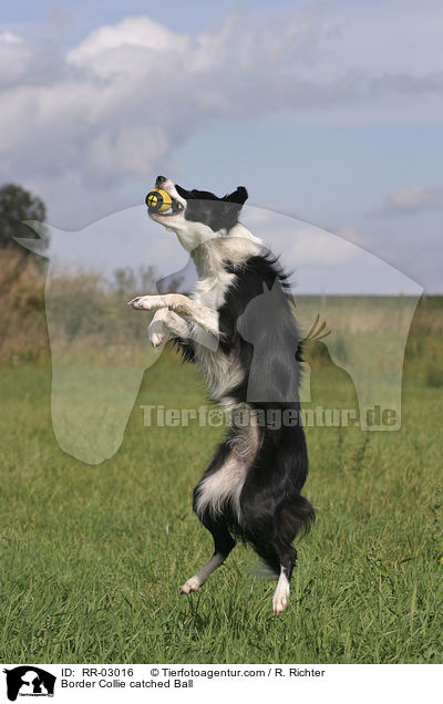 Border Collie fngt Ball / Border Collie catched Ball / RR-03016