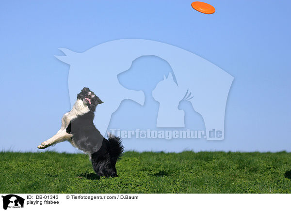 playing frisbee / DB-01343
