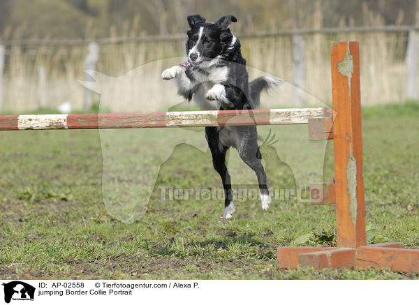 jumping Border Collie Portrait / AP-02558
