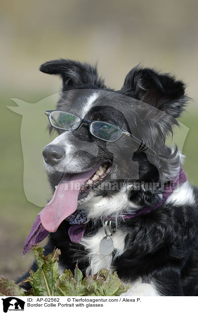 Border Collie Portrait with glasses / AP-02562