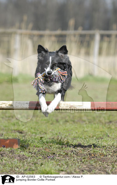 jumping Border Collie Portrait / AP-02563