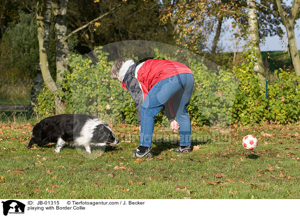 playing with Border Collie / JB-01315