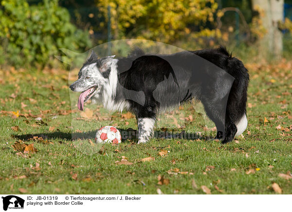 playing with Border Collie / JB-01319