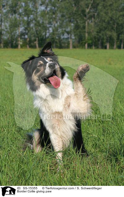 Border Collie giving paw / SS-15355