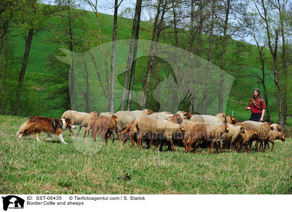 Border Collie and sheeps / SST-06435