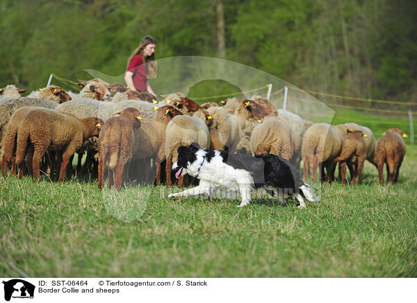 Border Collie and sheeps / SST-06464