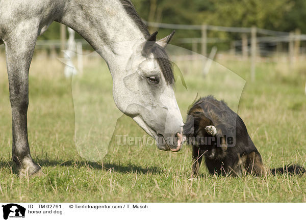 horse and dog / TM-02791