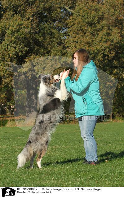 Border Collie shows trick / SS-39809
