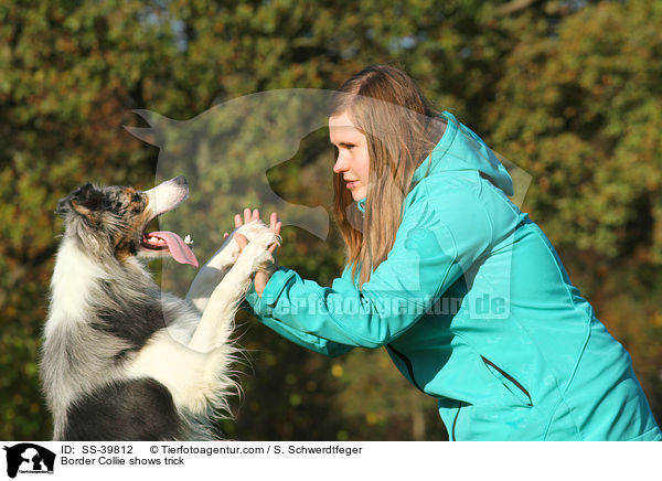 Border Collie shows trick / SS-39812