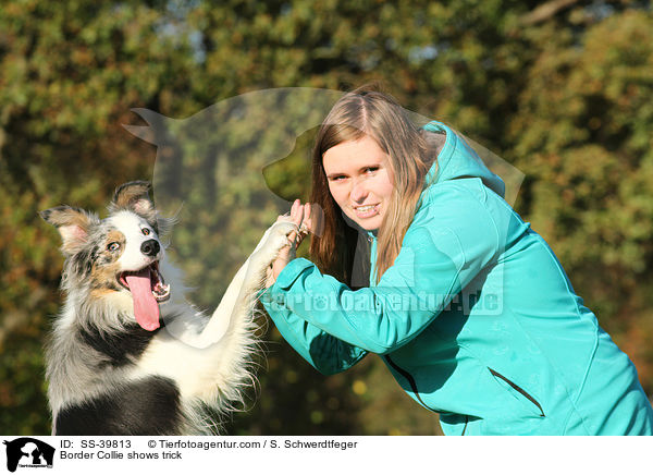 Border Collie shows trick / SS-39813