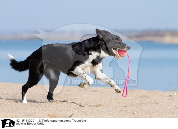 playing Border Collie / IF-11329