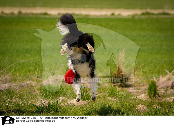 Border Collie catches Frisbee / MW-01235