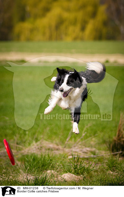 Border Collie catches Frisbee / MW-01238