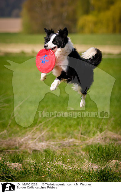 Border Collie catches Frisbee / MW-01239