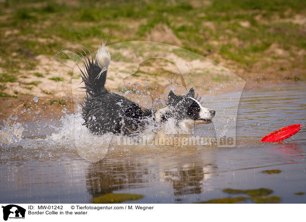 Border Collie in the water / MW-01242