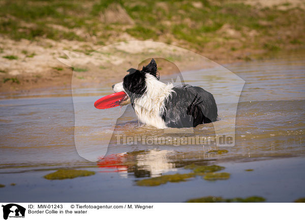 Border Collie in the water / MW-01243
