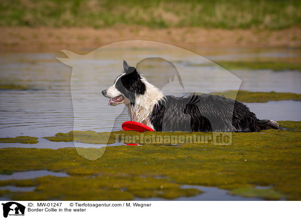 Border Collie in the water / MW-01247