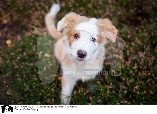 Border Collie Puppy / TAH-01026